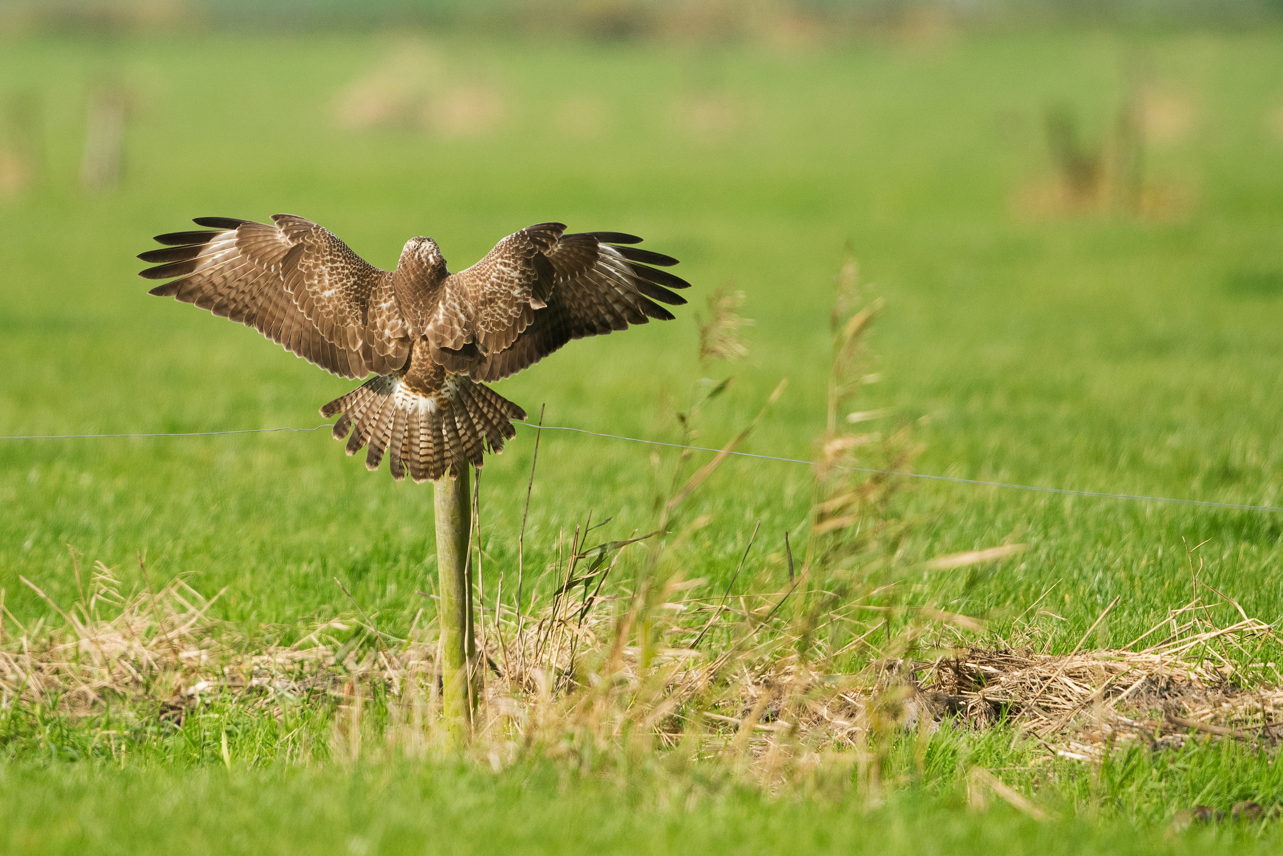 soaring bird